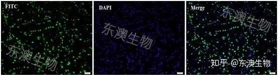 做实验 细胞凋亡检测 Tunel染色锦鲤篇 下 知乎