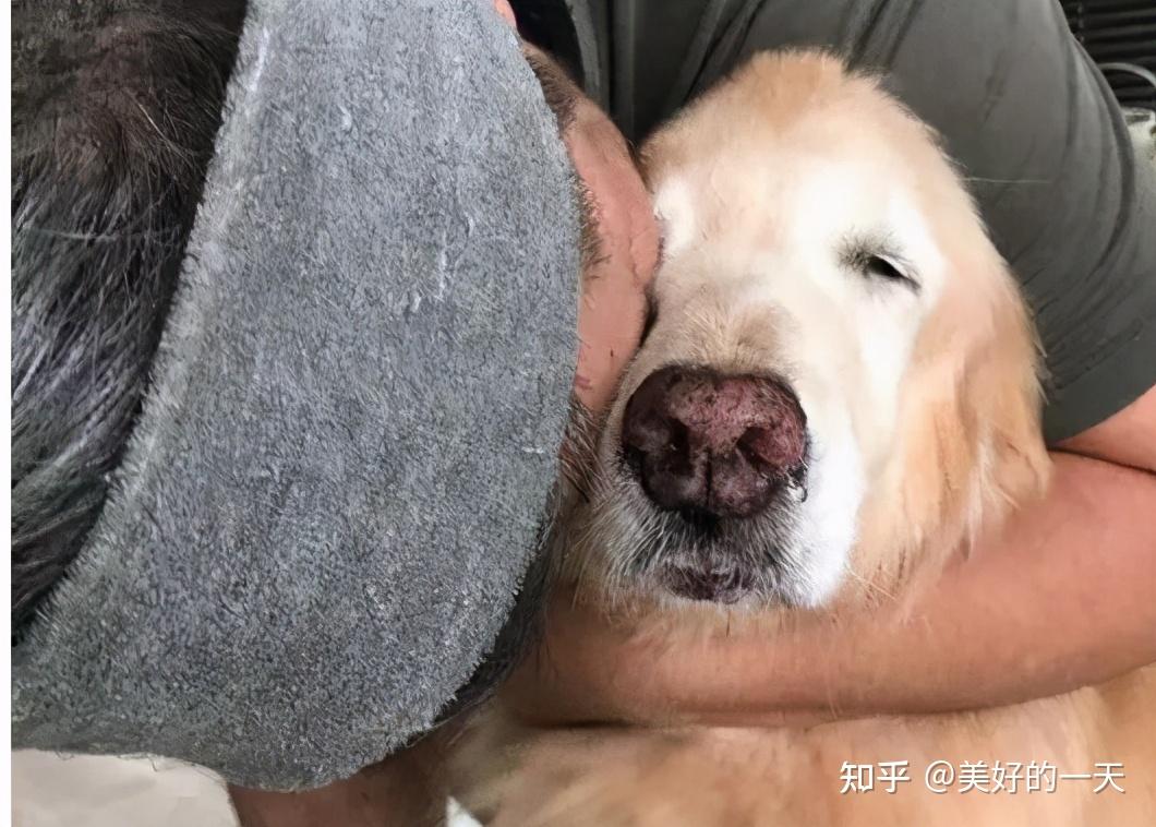 狗狗临死前内心在想什么99的主人看完会落泪