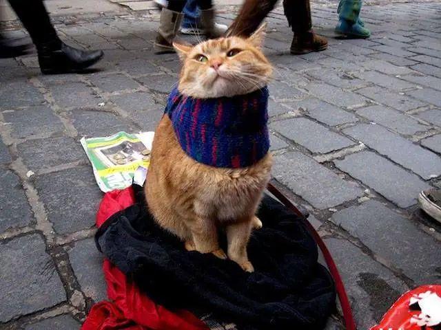 治愈了全世界的流浪猫鲍勃最后惨死在了车轮下