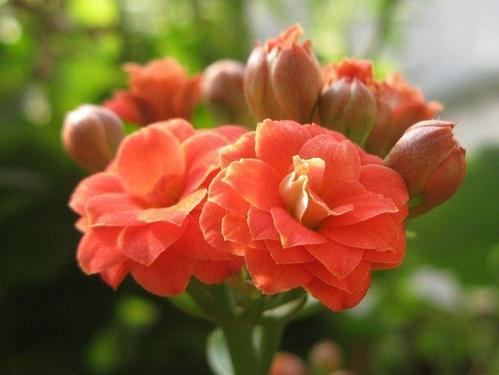 给爷爷送花有哪些选择 给老人送花推荐 知乎