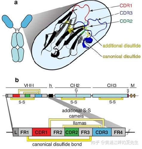 纳米抗体的结构