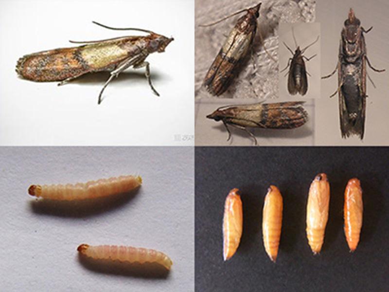 家里虫子种类图片