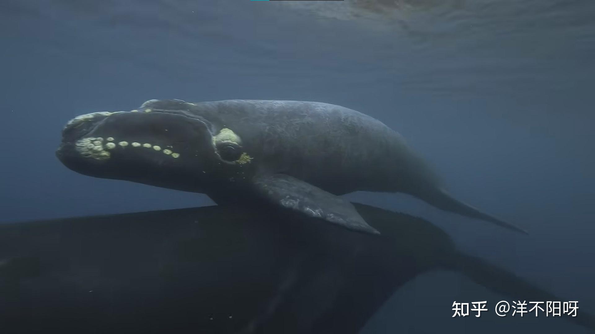 神奇的动物-南露脊鲸 - 知乎