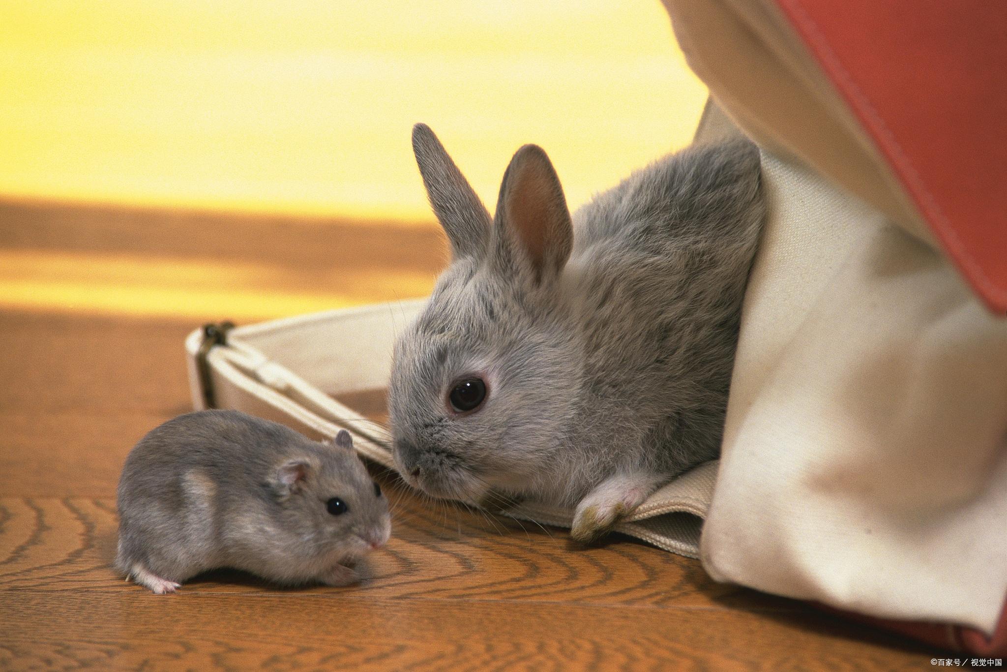 为什么仓鼠总是抽动鼻子