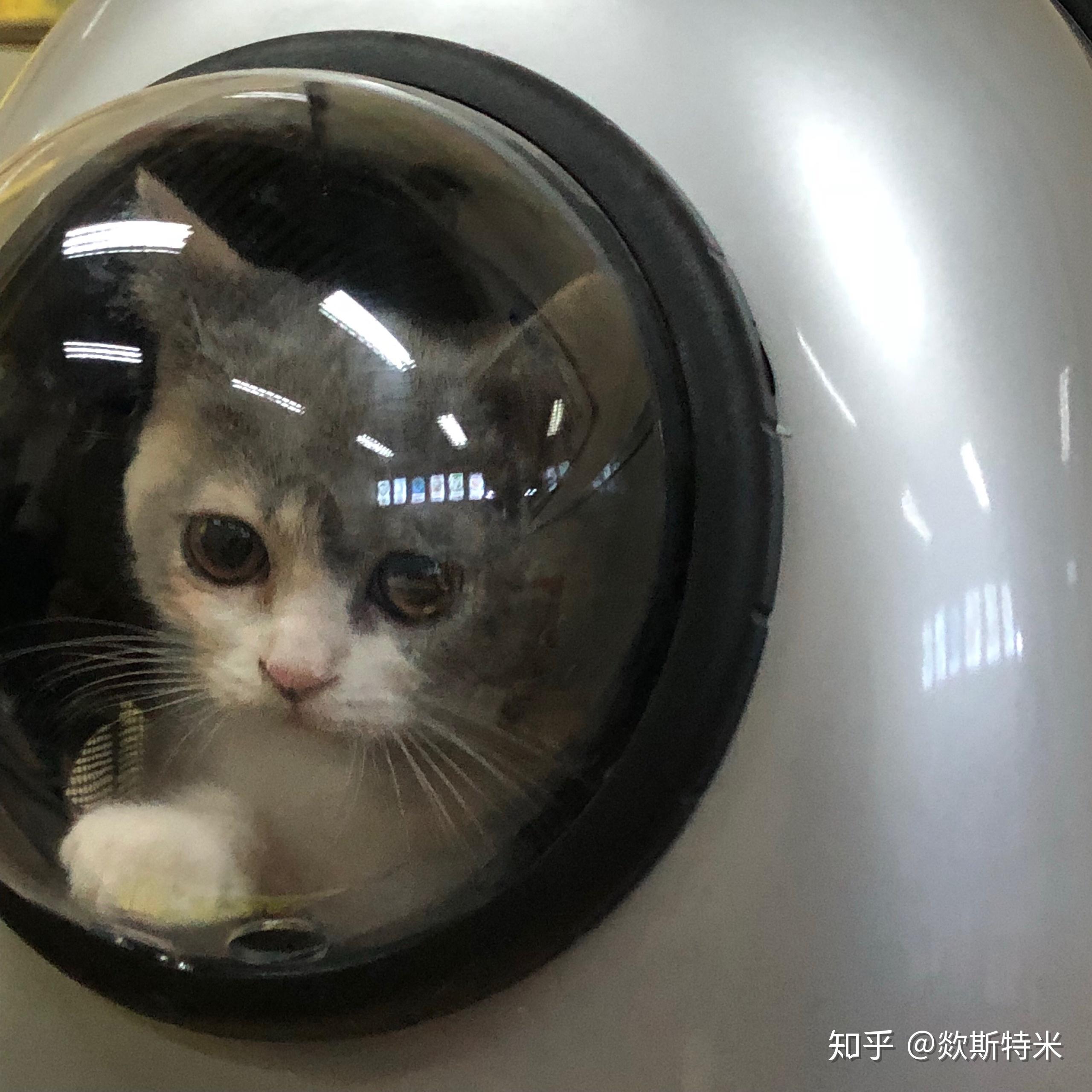 养一只蓝乳英短是一种什么样的体验