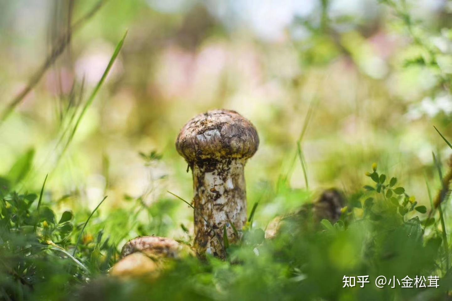 松茸的功效和地区,看这一篇就够了 - 知乎