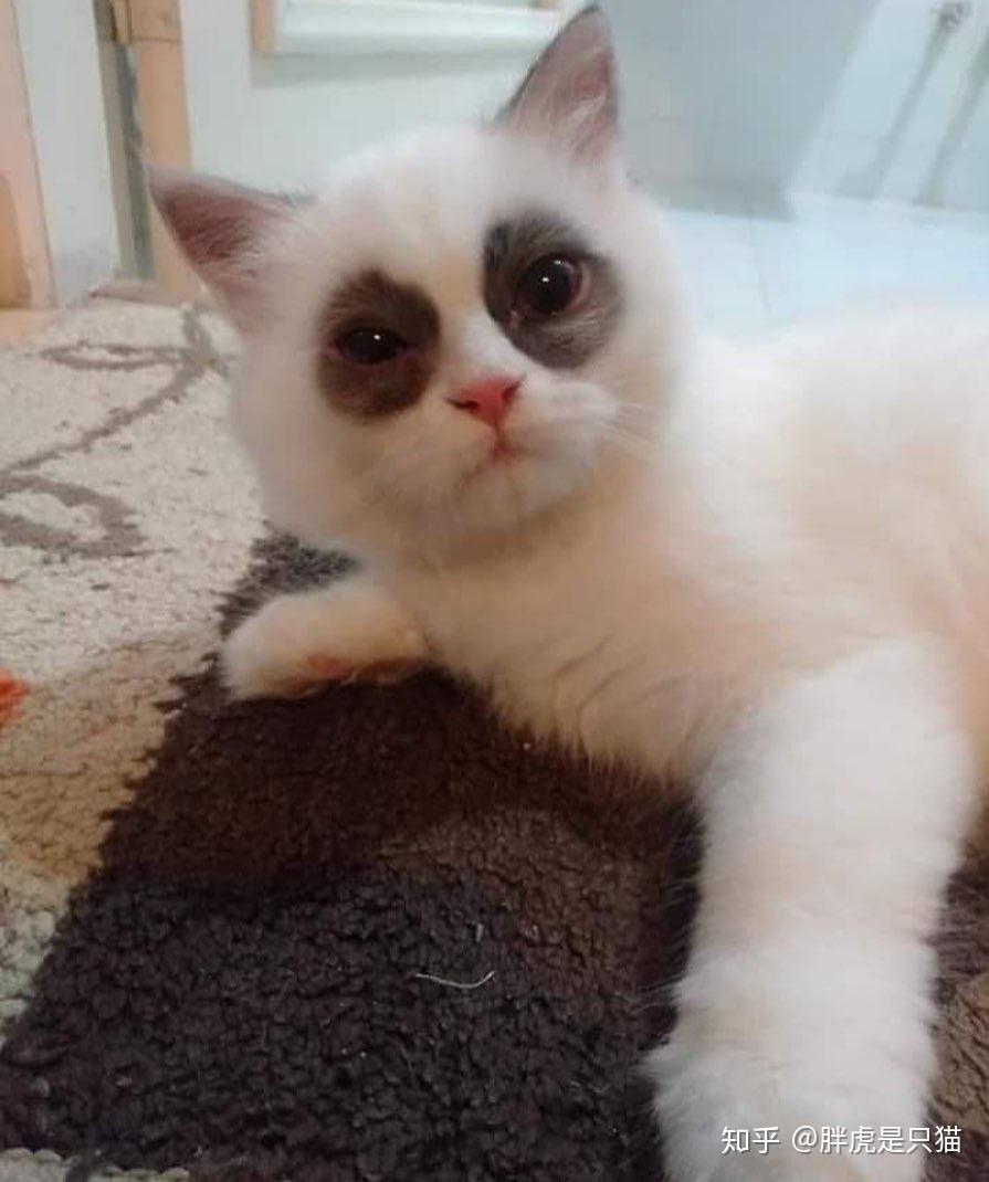 布偶猫能丑到什么程度