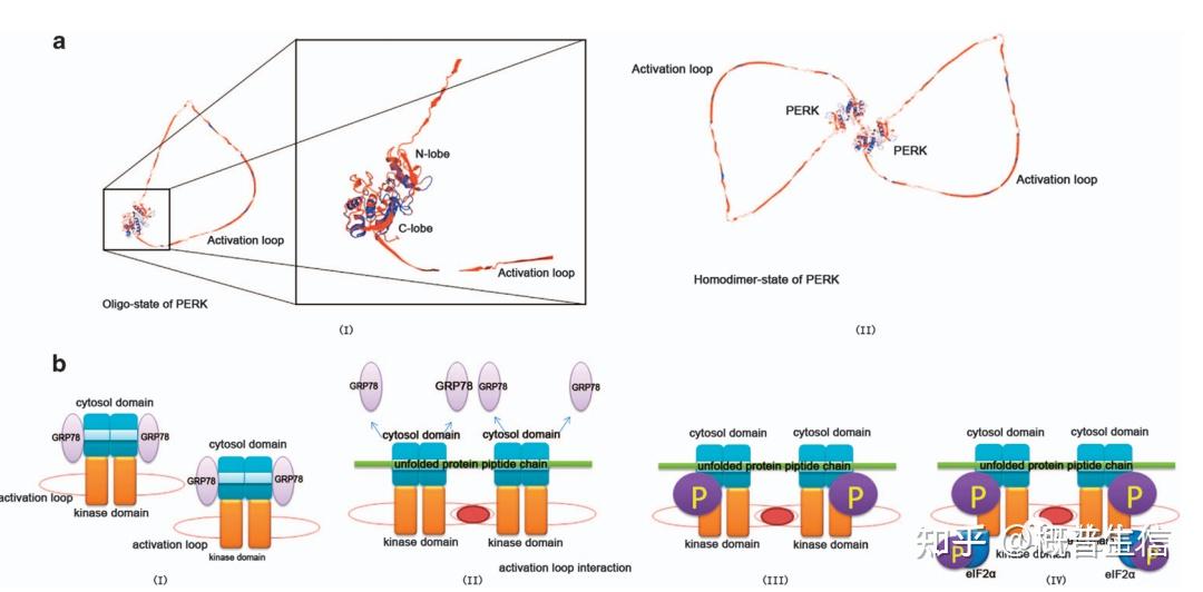 Perk Inducer 内质网应激相关激酶PERK有什么重要作用?(Cancer Cell) - 知乎