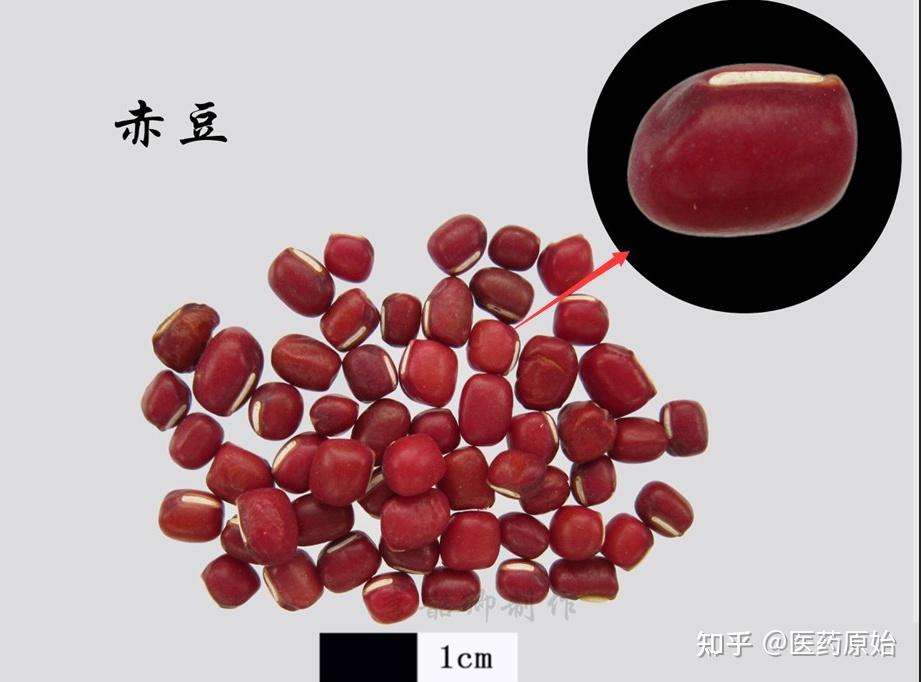 带你识别赤小豆