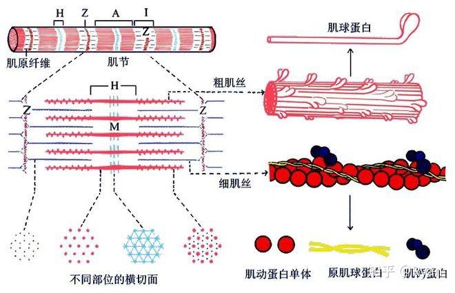 骨骼肌明暗带简易图图片