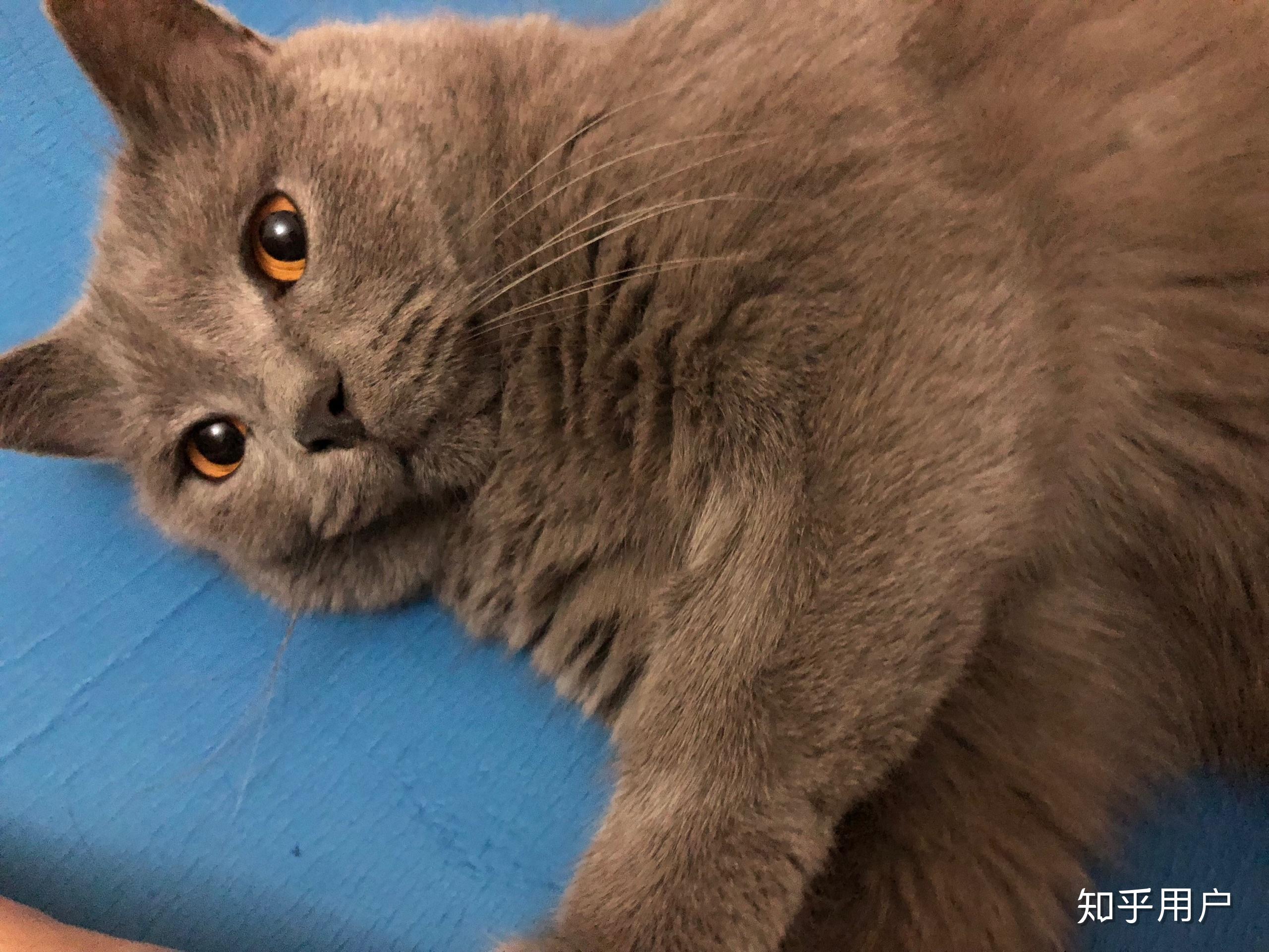 猫咪尴尬期有多尴尬