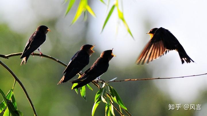 关于燕子的栖息,身在南方(江西),为什么几乎看不见停在树上休息?