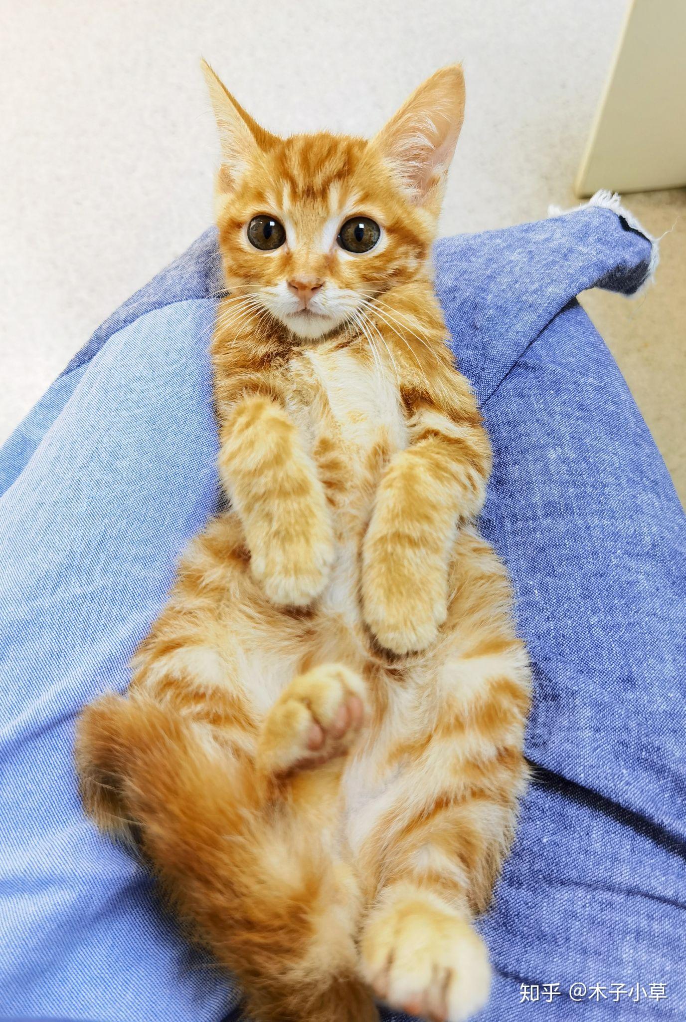 田园橘猫颜值能有多高