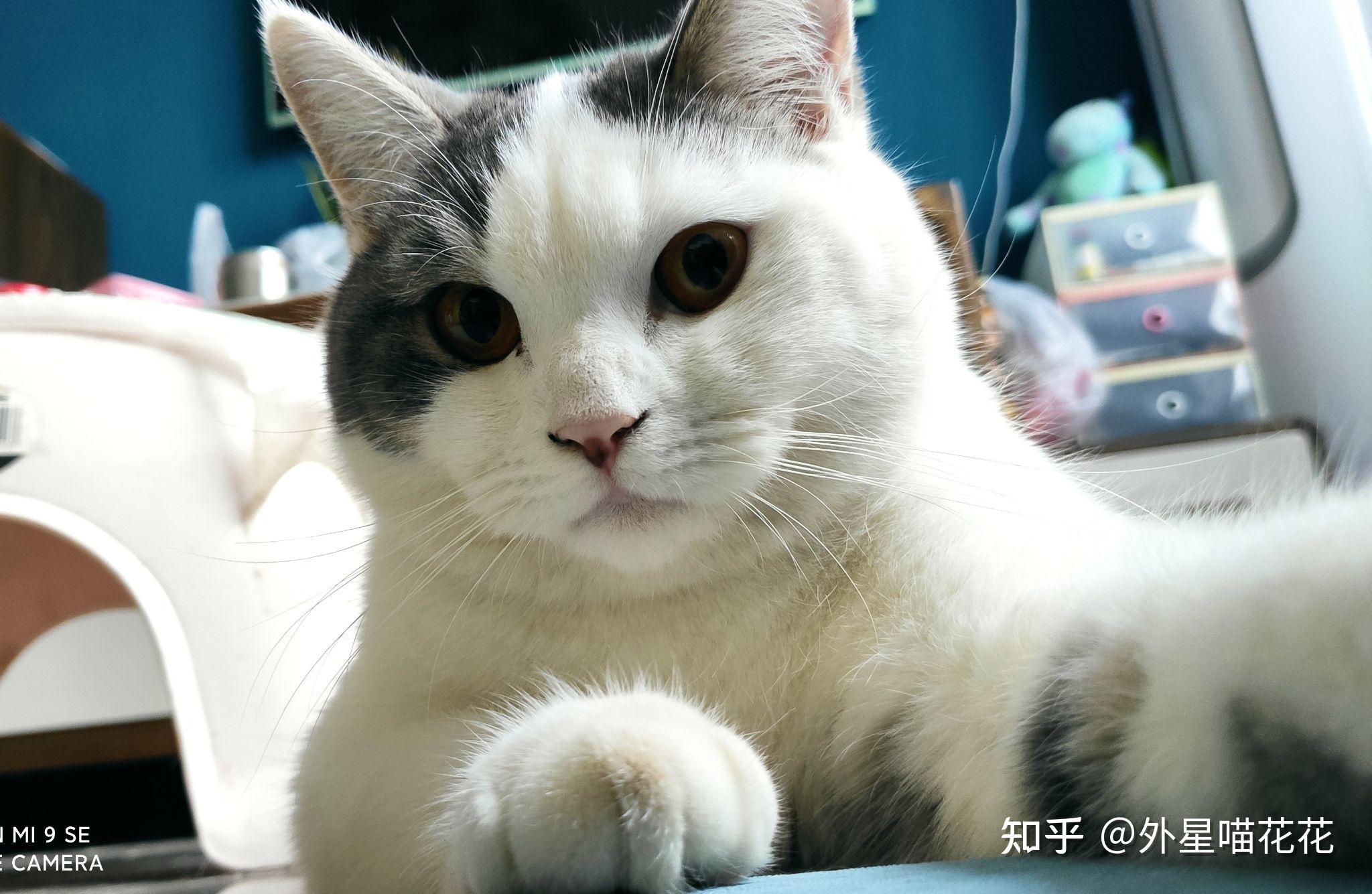 能看看你家猫咪的自拍照吗