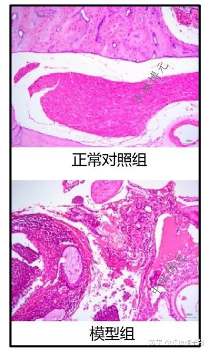 造模总结 | 分泌性中耳炎动物模型的建立方法 - 知乎