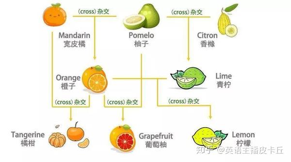 盘点从字母a到w开头的水果英语单词 太实用了 J开头的英文单词水果 Urpimp网