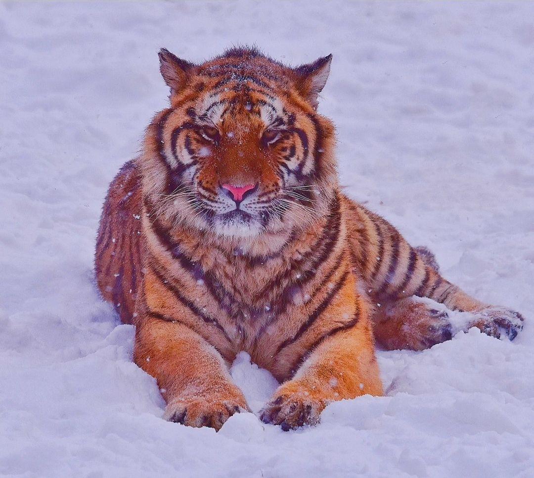 雪地卧虎