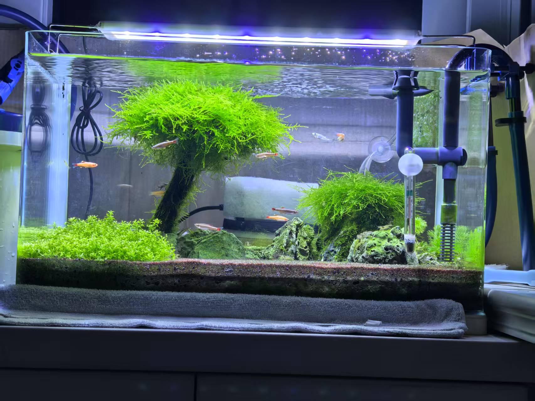 大树森林水草缸造景作品分享