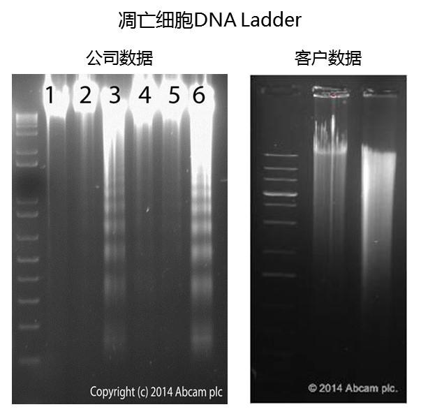 细胞凋亡检测方法——无废话实用指南 - 知乎