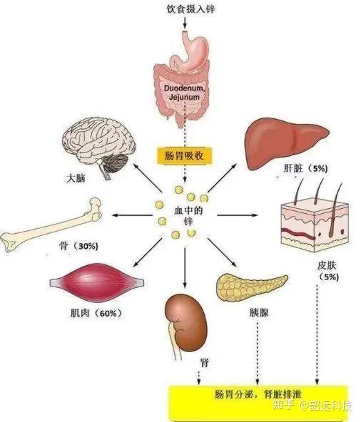 zn对人体的作用 zhuanlan.zhihu.com