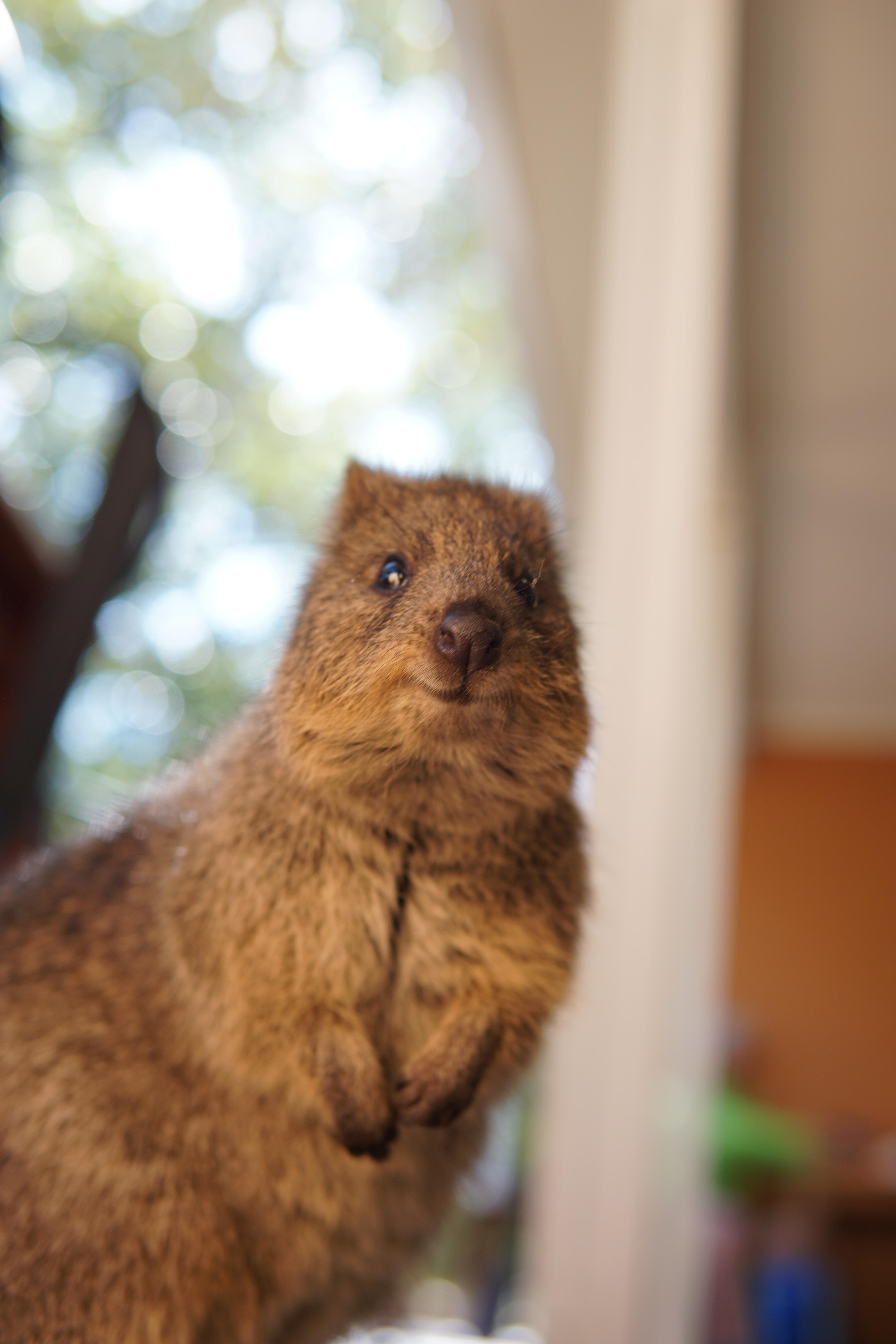 西澳大利亚的罗特尼斯岛上的短尾矮袋鼠quokka,行动迟缓,不怕人.