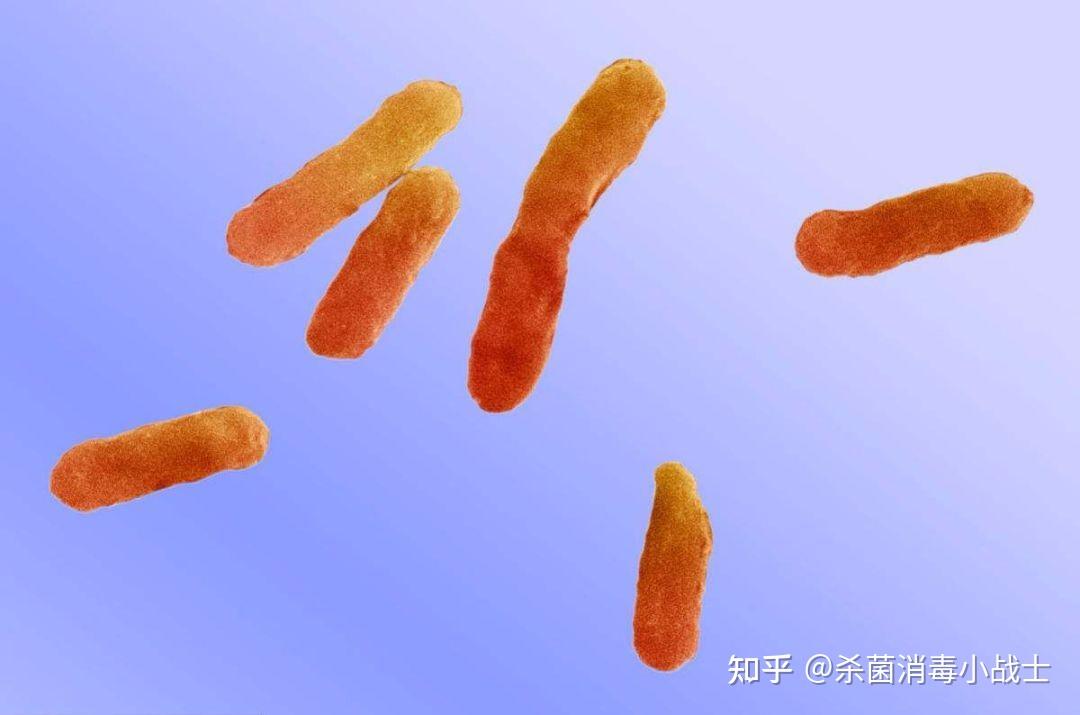 食品中常见的19种食源性微生物污染以及伤害 - 知乎