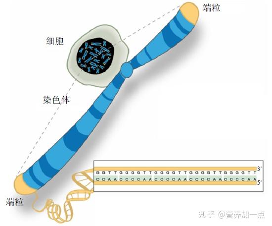 还不知道“端粒”是什么?那你可就out了! - 知乎