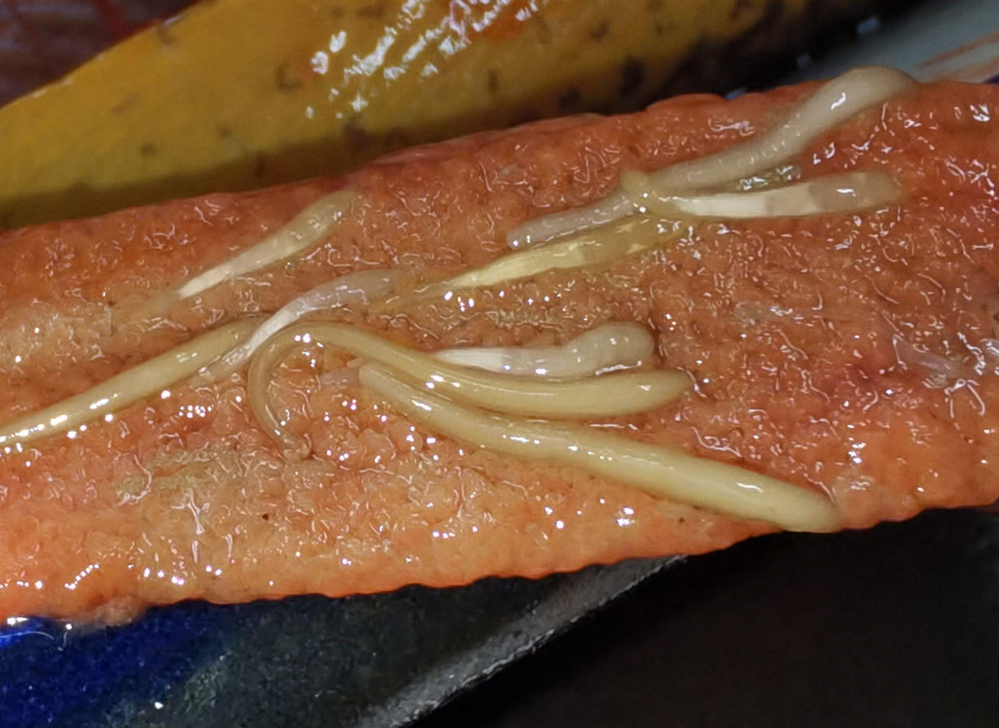 鱼肉里面的这什么?寄生虫还是蛆? - 知乎