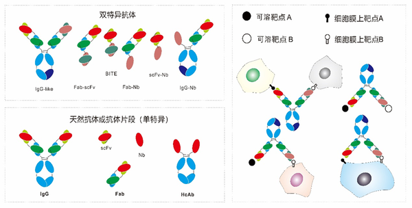 双特异抗体先导抗体发现解决方案 - 知乎