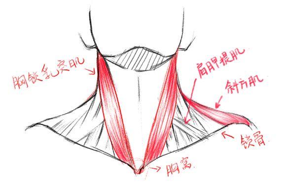 肩膀的具體結構 脖子上有胸鎖乳突肌,它分佈在脖子的兩側,能帶動頭部