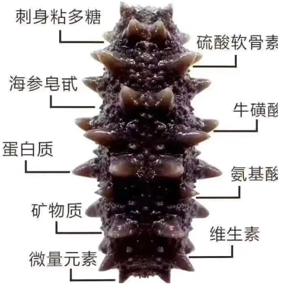 夏天吃海参会上火吗