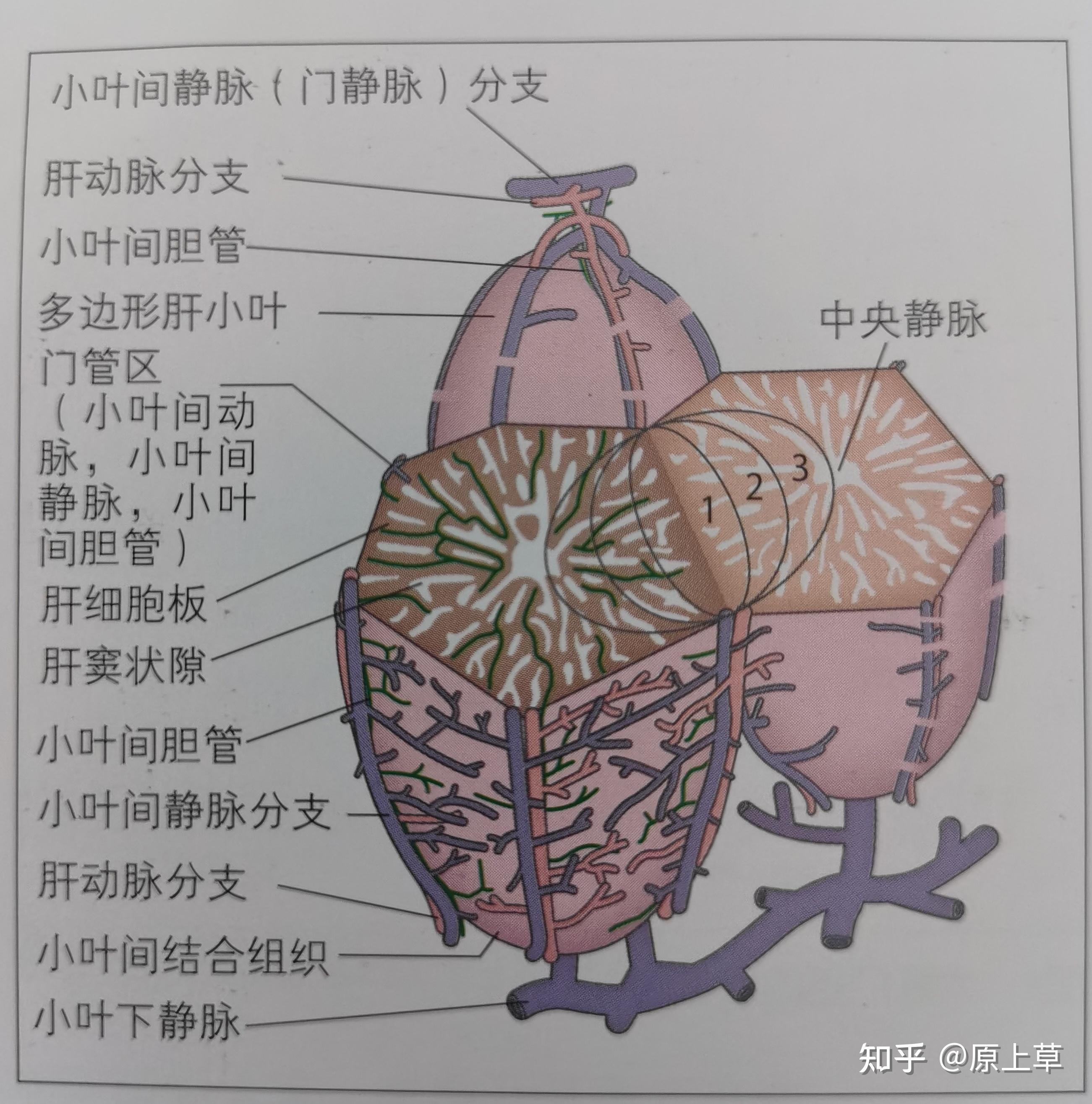 犬猫肝胆结构与功能