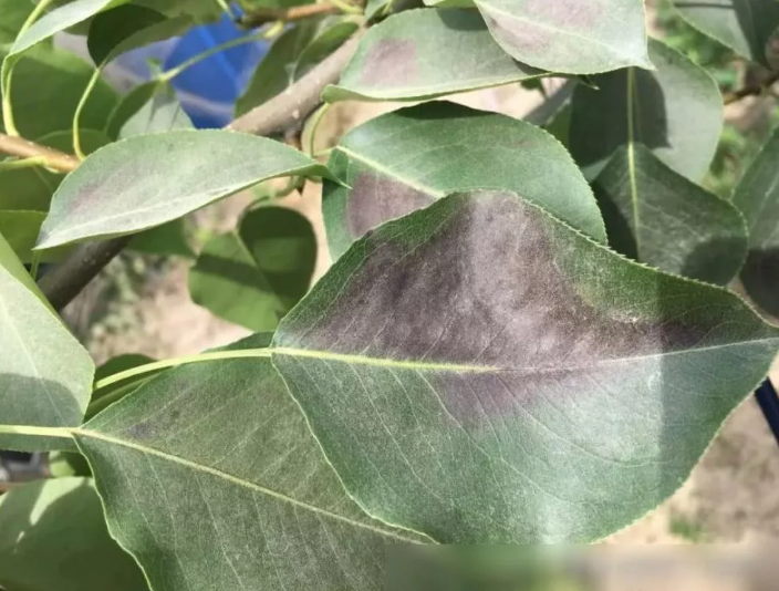 苗木日灼病的形成原因及防治方法