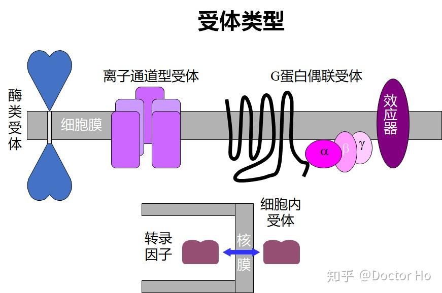 药理学(案例版)第二版 重点知识汇集 - 知乎