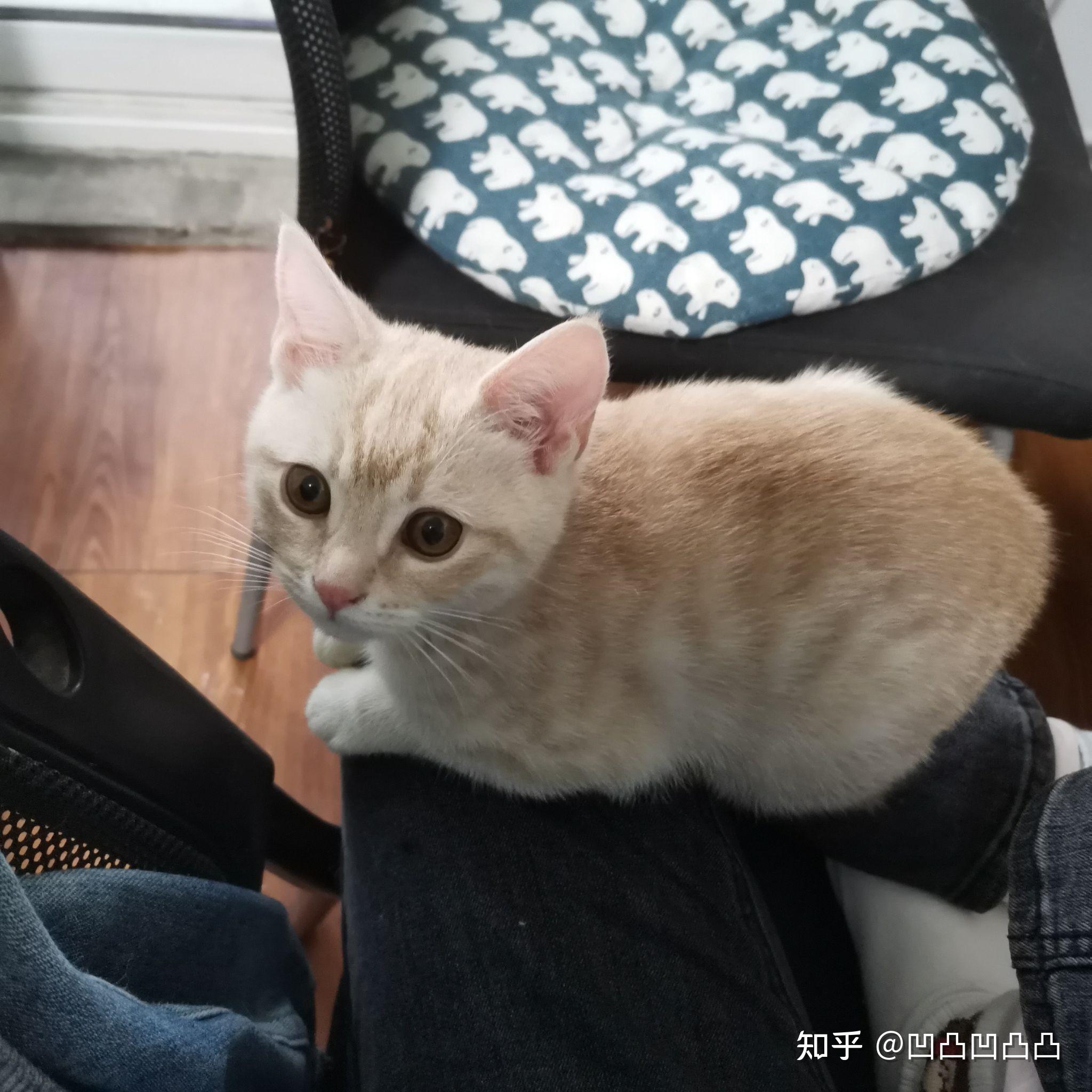 美短可以和橘猫配种么