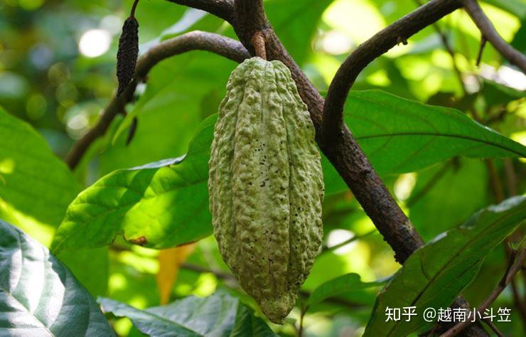 可可豆长什么样？大家一起采一采 - 知乎