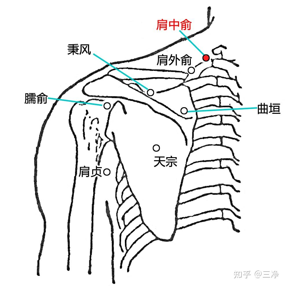 肩膀学位图解图片