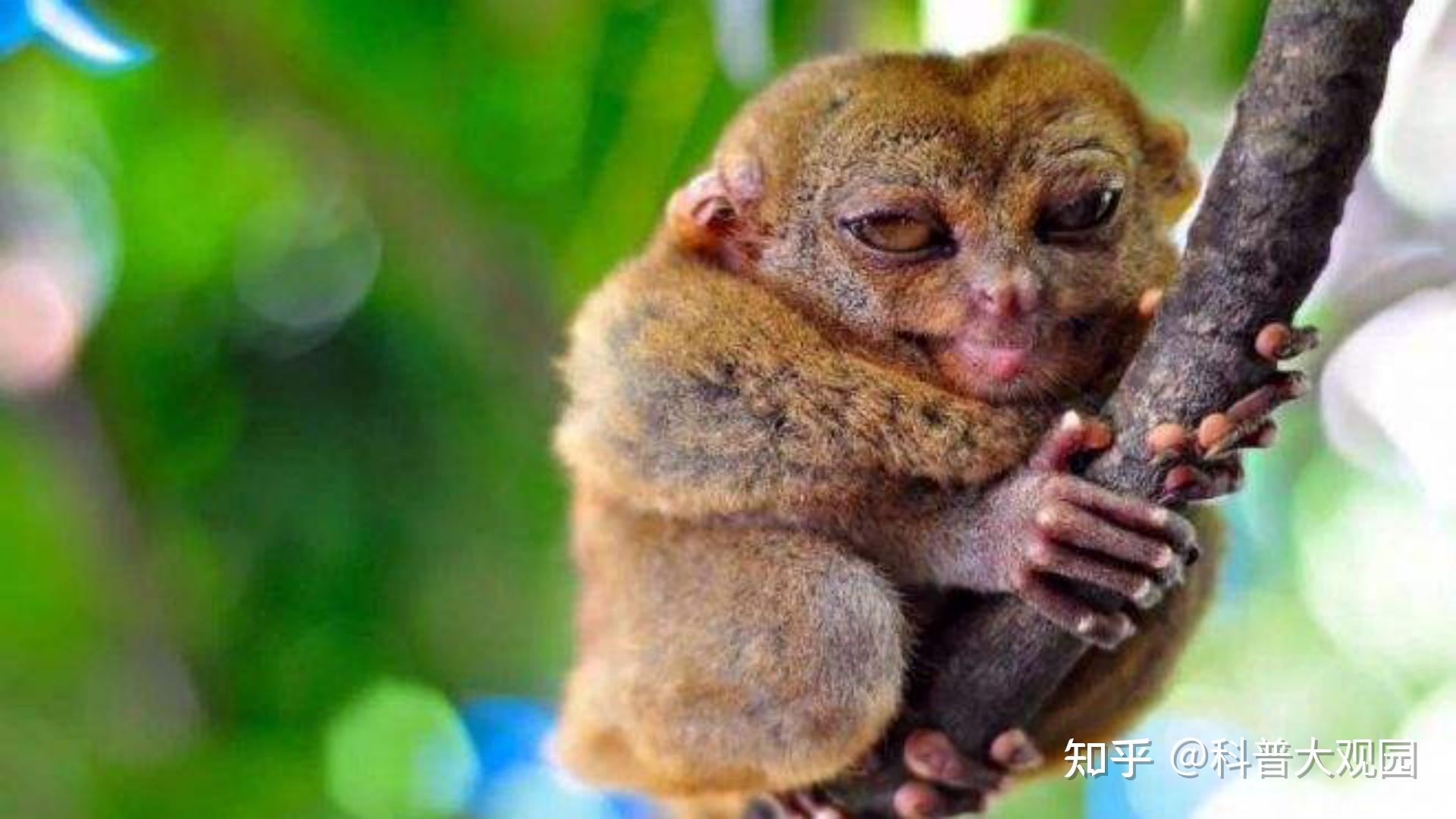 世界上體型最小的靈長類動物超迷你古靈精怪眼鏡猴體型較小的大眼萌物