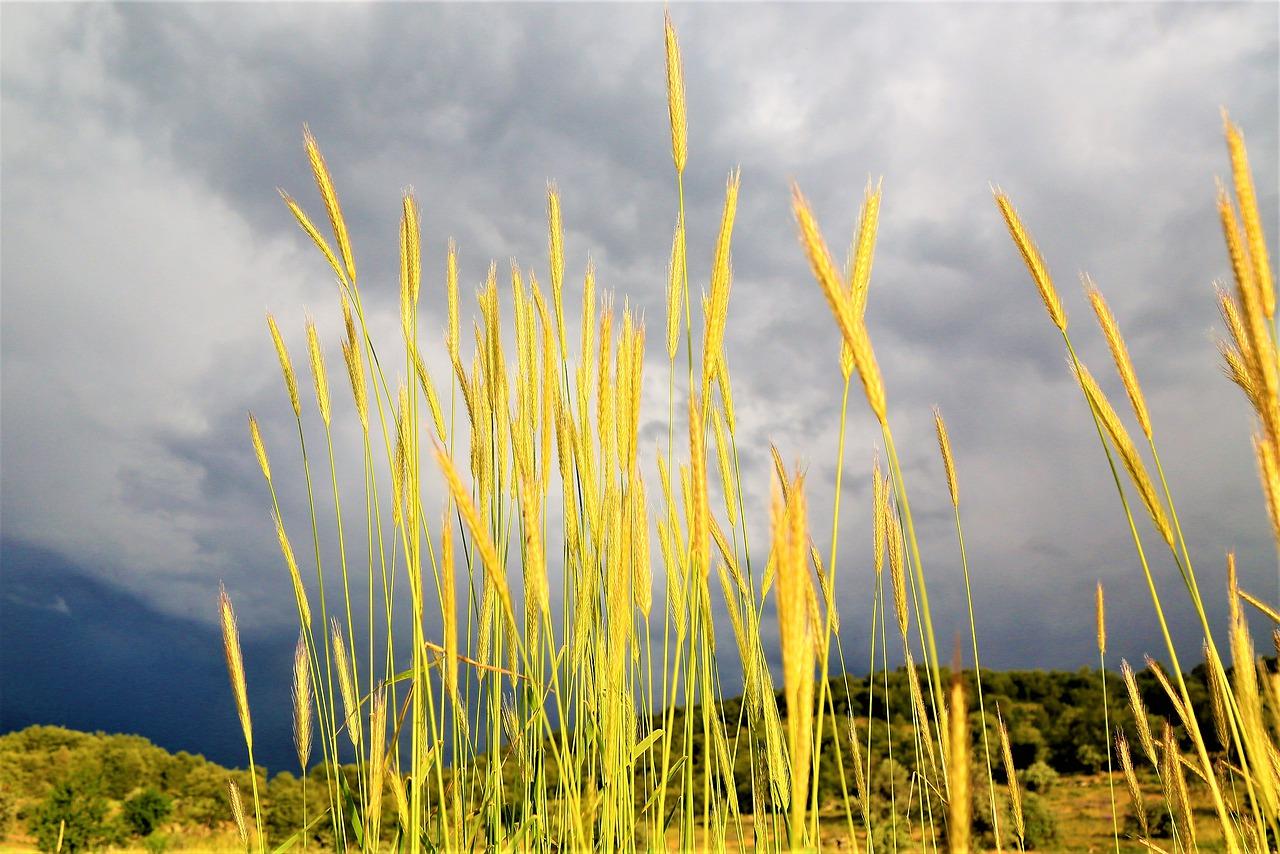 山西的土地颜色是什么
