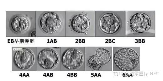 如何划分囊胚级别?