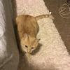 一只小猫咪