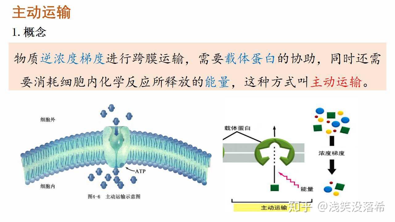 42主动运输与胞吞胞吐新教材人教版2019高中生物必修一课件