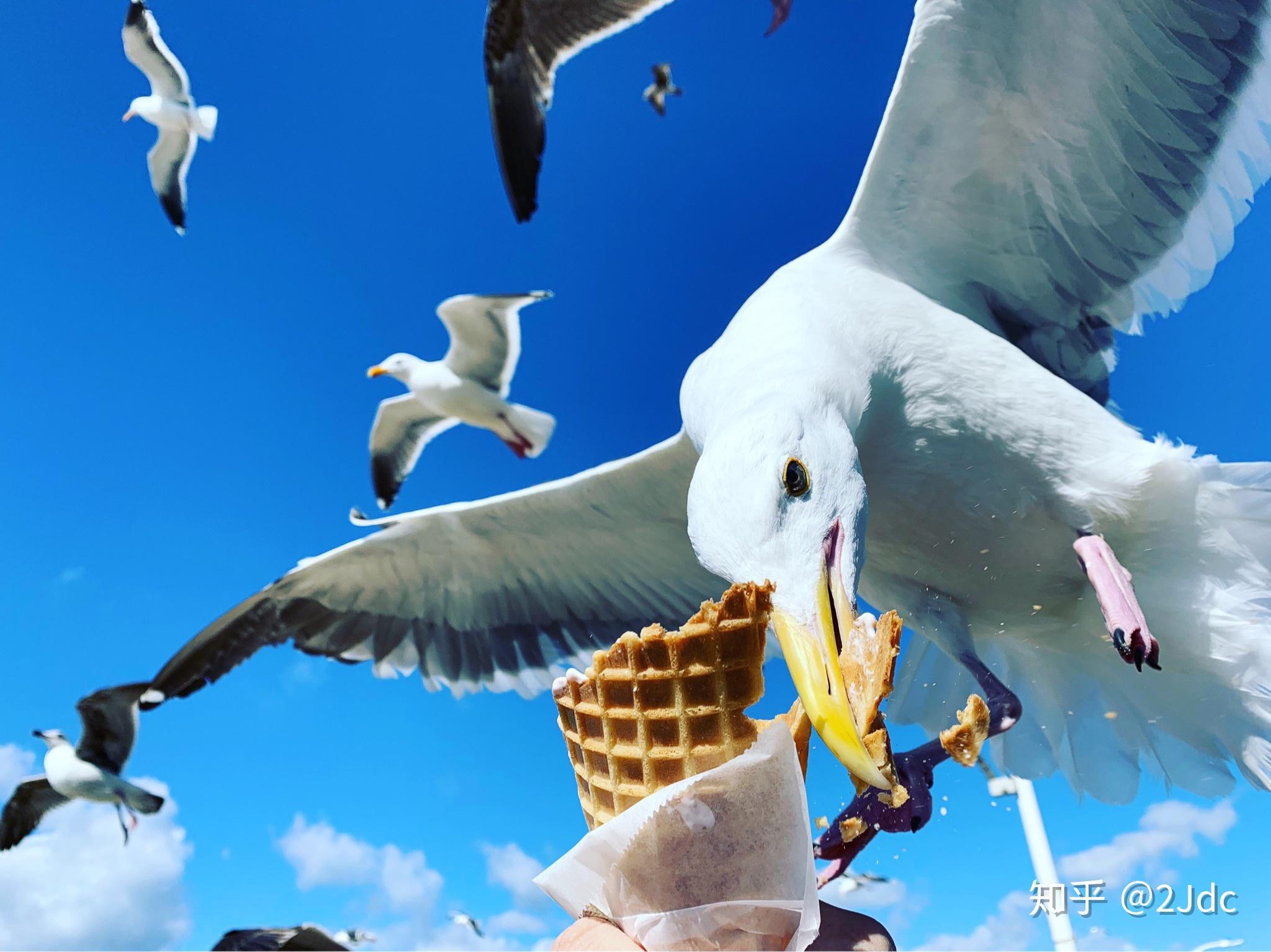 为什么海鸥会大笑?