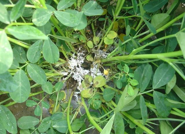 花生白娟病的危害与防治