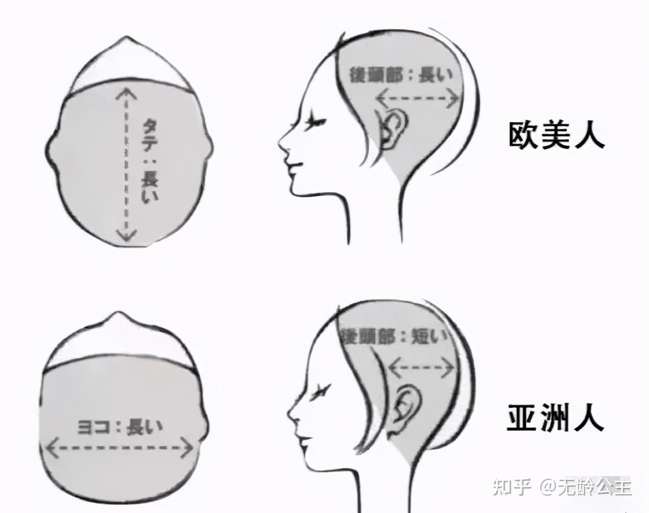 亚洲人欧洲人头骨对比图片