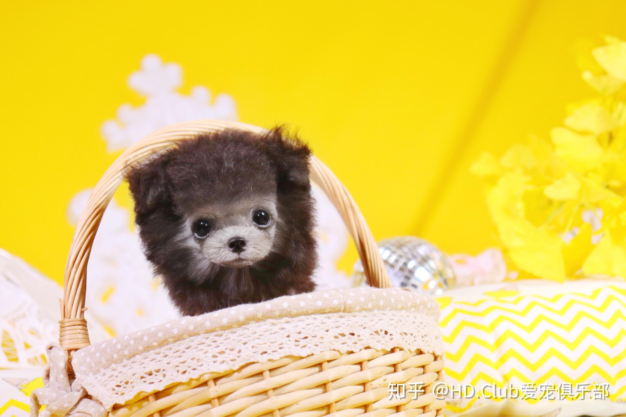 hdclub茶杯犬灰泰迪茶杯泰迪