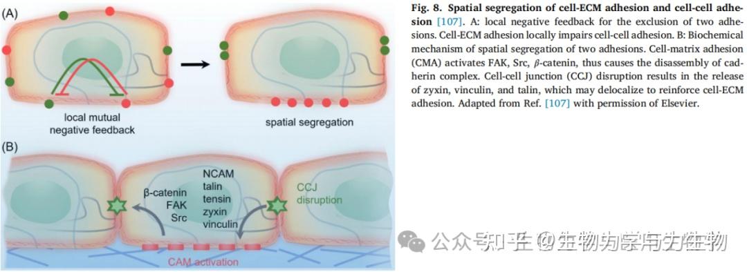 了解细胞力和细胞粘附过程之间的相互作用 - 知乎