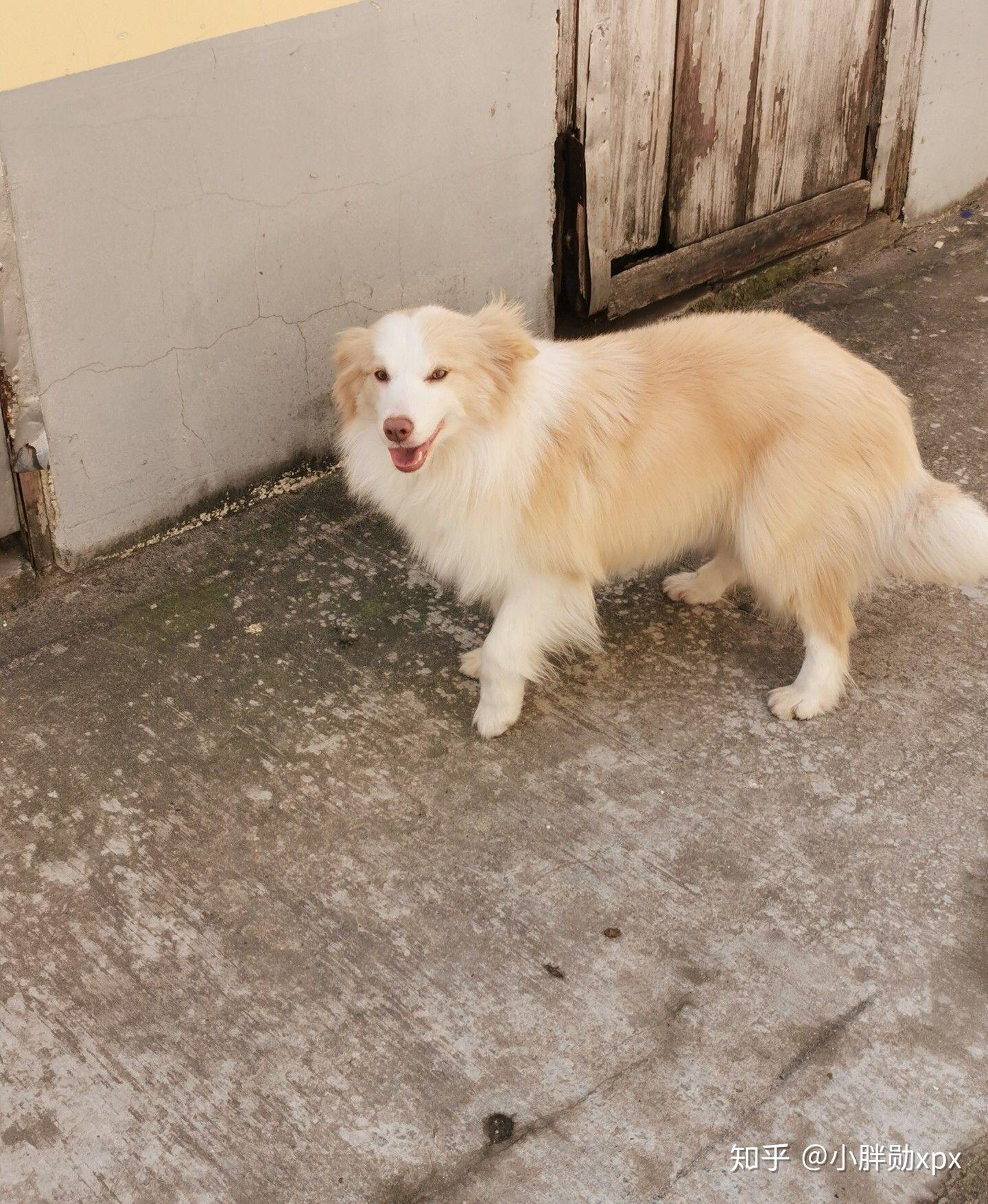 金毛边牧(金边)有多好看,多帅气? - 知乎