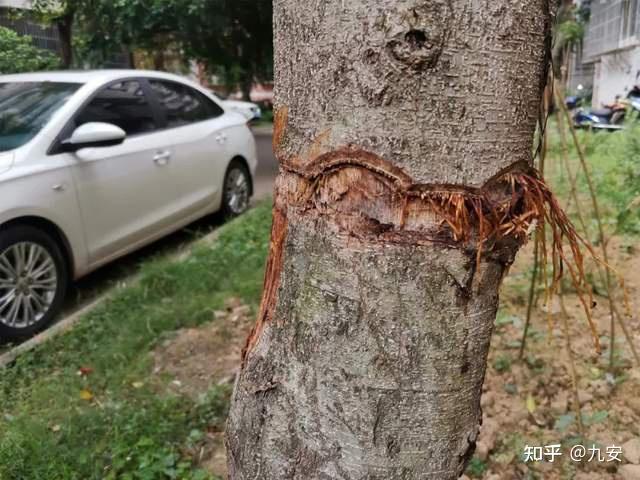 树皮环剥后常会引起树枯死的原因是什么? - 知乎