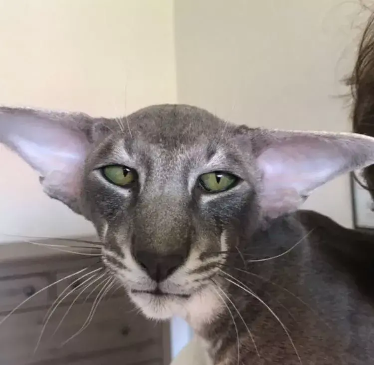 你见过哪些奇奇怪怪的猫